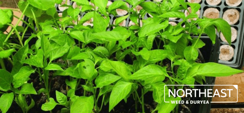 Northeast Weed & duryea garden tool shop new canaan